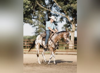 American Quarter Horse, Wallach, 8 Jahre, 142 cm, Rotbrauner