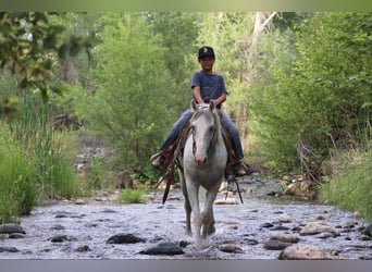American Quarter Horse, Wallach, 8 Jahre, 142 cm, Schimmel