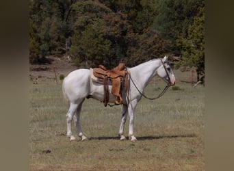 American Quarter Horse, Wallach, 8 Jahre, 142 cm, Schimmel