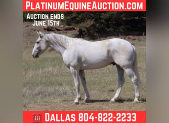 American Quarter Horse, Wallach, 8 Jahre, 142 cm, Schimmel