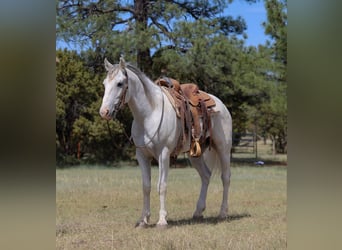 American Quarter Horse, Wallach, 8 Jahre, 142 cm, Schimmel