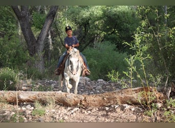 American Quarter Horse, Wallach, 8 Jahre, 142 cm, Schimmel