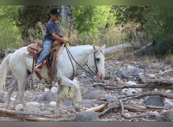 American Quarter Horse, Wallach, 8 Jahre, 142 cm, Schimmel