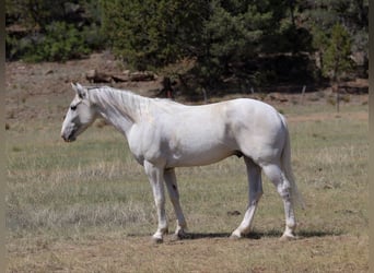 American Quarter Horse, Wallach, 8 Jahre, 142 cm, Schimmel