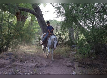 American Quarter Horse, Wallach, 8 Jahre, 142 cm, Schimmel