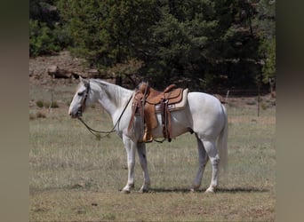 American Quarter Horse, Wallach, 8 Jahre, 142 cm, Schimmel