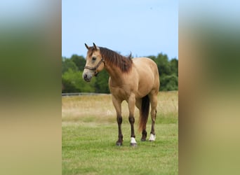 American Quarter Horse, Wallach, 8 Jahre, 145 cm, Buckskin