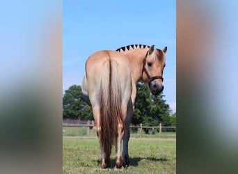 American Quarter Horse, Wallach, 8 Jahre, 145 cm, Buckskin