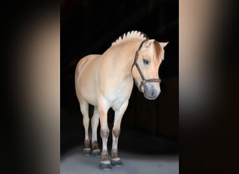 American Quarter Horse, Wallach, 8 Jahre, 145 cm, Buckskin