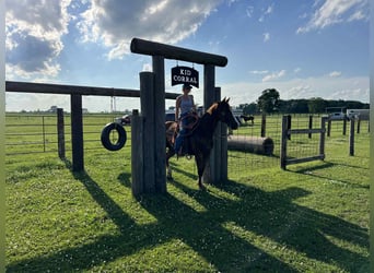 American Quarter Horse, Wallach, 8 Jahre, 145 cm, Dunkelfuchs