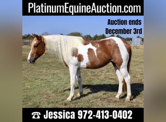 American Quarter Horse, Wallach, 8 Jahre, 145 cm, Dunkelfuchs