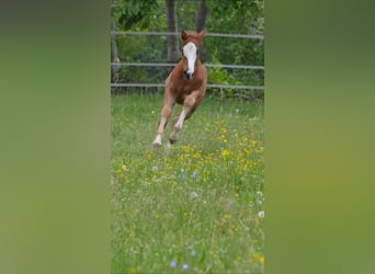 American Quarter Horse, Wallach, 8 Jahre, 145 cm, Fuchs