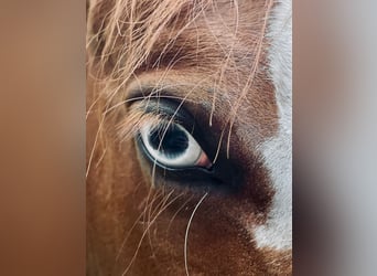 American Quarter Horse, Wallach, 8 Jahre, 145 cm, Fuchs