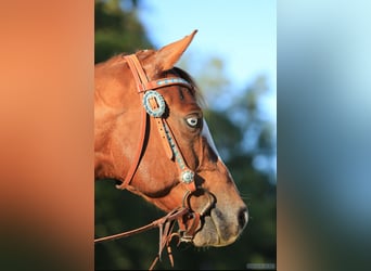 American Quarter Horse, Wallach, 8 Jahre, 145 cm, Fuchs