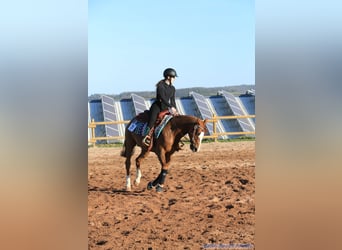 American Quarter Horse, Wallach, 8 Jahre, 145 cm, Fuchs