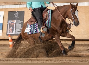 American Quarter Horse, Wallach, 8 Jahre, 145 cm, Fuchs