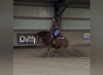 American Quarter Horse, Wallach, 8 Jahre, 145 cm, Fuchs