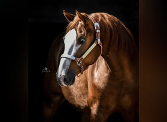 American Quarter Horse, Wallach, 8 Jahre, 145 cm, Fuchs