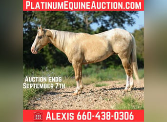 American Quarter Horse, Wallach, 8 Jahre, 145 cm, Palomino