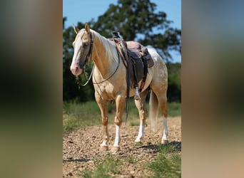American Quarter Horse, Wallach, 8 Jahre, 145 cm, Palomino