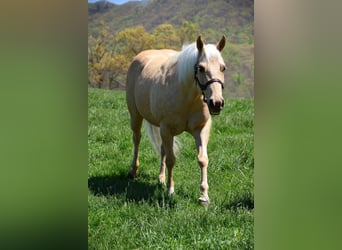 American Quarter Horse, Wallach, 8 Jahre, 145 cm, Palomino