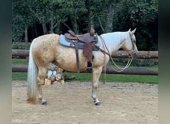 American Quarter Horse, Wallach, 8 Jahre, 145 cm, Palomino