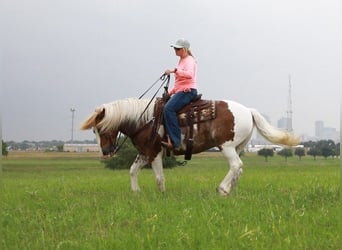 American Quarter Horse, Wallach, 8 Jahre, 145 cm, Roan-Red