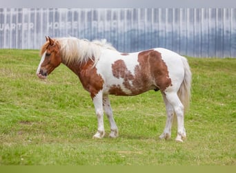 American Quarter Horse, Wallach, 8 Jahre, 145 cm, Roan-Red