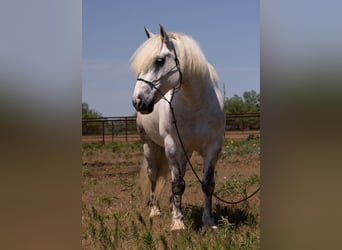 American Quarter Horse, Wallach, 8 Jahre, 147 cm, Apfelschimmel