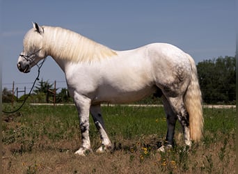 American Quarter Horse, Wallach, 8 Jahre, 147 cm, Apfelschimmel