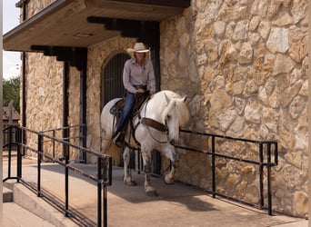 American Quarter Horse, Wallach, 8 Jahre, 147 cm, Apfelschimmel