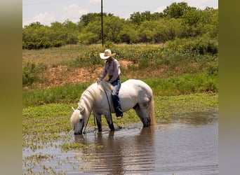 American Quarter Horse, Wallach, 8 Jahre, 147 cm, Apfelschimmel