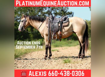 American Quarter Horse, Wallach, 8 Jahre, 147 cm, Buckskin