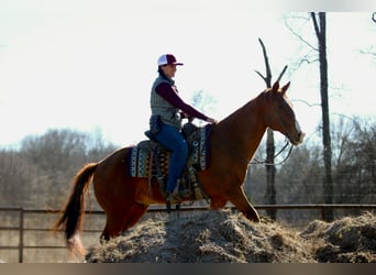 American Quarter Horse, Wallach, 8 Jahre, 147 cm, Dunkelfuchs