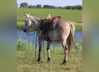 American Quarter Horse, Wallach, 8 Jahre, 147 cm, Falbe