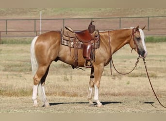 American Quarter Horse Mix, Wallach, 8 Jahre, 147 cm, Palomino