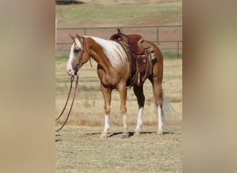 American Quarter Horse Mix, Wallach, 8 Jahre, 147 cm, Palomino