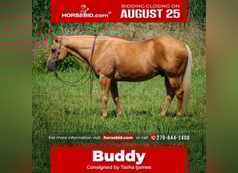 American Quarter Horse, Wallach, 8 Jahre, 147 cm, Palomino