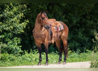 American Quarter Horse, Wallach, 8 Jahre, 147 cm, Roan-Bay