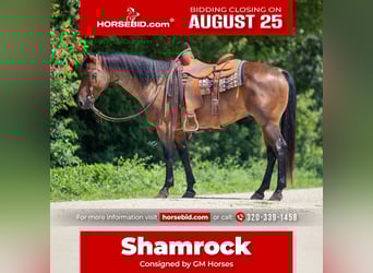 American Quarter Horse, Wallach, 8 Jahre, 147 cm, Roan-Bay