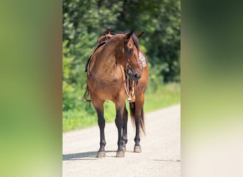 American Quarter Horse, Wallach, 8 Jahre, 147 cm, Roan-Bay