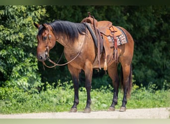 American Quarter Horse, Wallach, 8 Jahre, 147 cm, Roan-Bay
