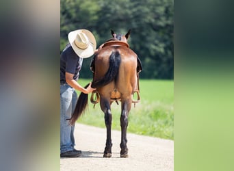 American Quarter Horse, Wallach, 8 Jahre, 147 cm, Roan-Bay