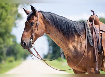 American Quarter Horse, Wallach, 8 Jahre, 147 cm, Roan-Bay