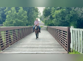 American Quarter Horse, Wallach, 8 Jahre, 147 cm, Roan-Bay