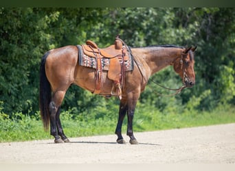 American Quarter Horse, Wallach, 8 Jahre, 147 cm, Roan-Bay