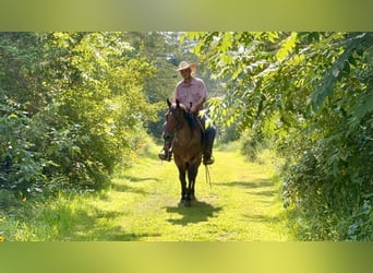 American Quarter Horse, Wallach, 8 Jahre, 147 cm, Roan-Bay