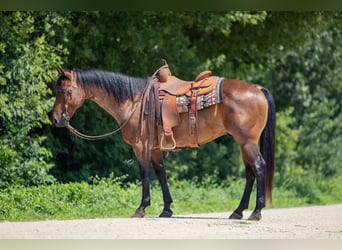 American Quarter Horse, Wallach, 8 Jahre, 147 cm, Roan-Bay