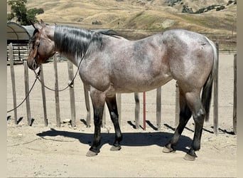American Quarter Horse, Wallach, 8 Jahre, 147 cm, Roan-Bay
