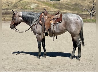 American Quarter Horse, Wallach, 8 Jahre, 147 cm, Roan-Bay